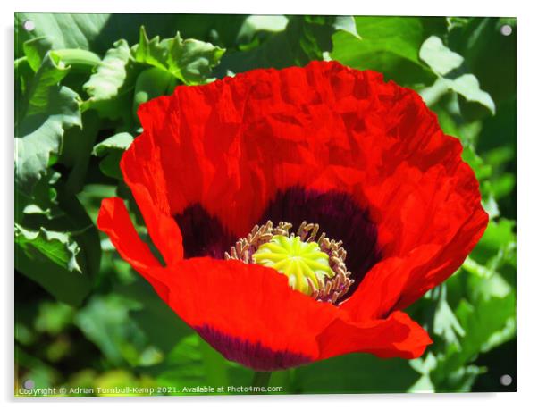 Red poppy flower Acrylic by Adrian Turnbull-Kemp