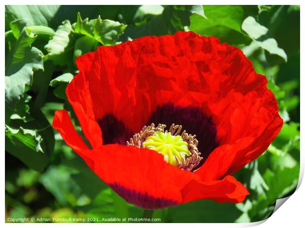 Red poppy flower Print by Adrian Turnbull-Kemp