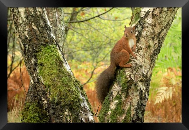 Red Squirrel Framed Print by Macrae Images