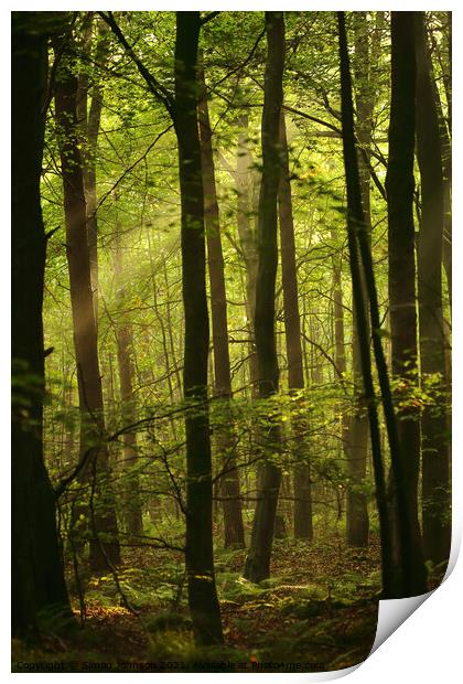 sunlit woodland Print by Simon Johnson