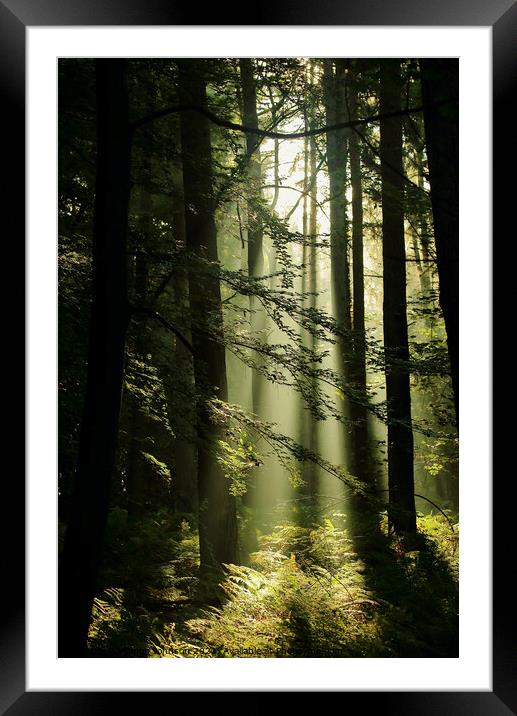 sunlight and shadows Framed Mounted Print by Simon Johnson