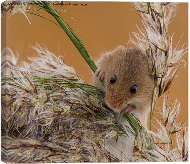 Delicate Harvest Mouse on Wheat Canvas Print by kathy white