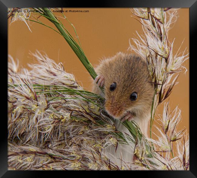 Delicate Harvest Mouse on Wheat Framed Print by kathy white