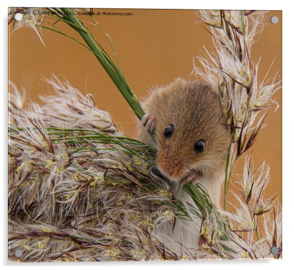 Delicate Harvest Mouse on Wheat Acrylic by kathy white