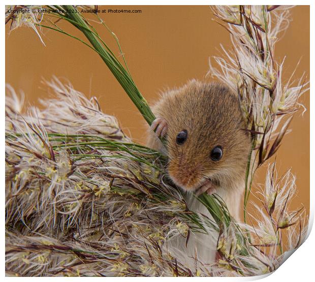 Delicate Harvest Mouse on Wheat Print by kathy white