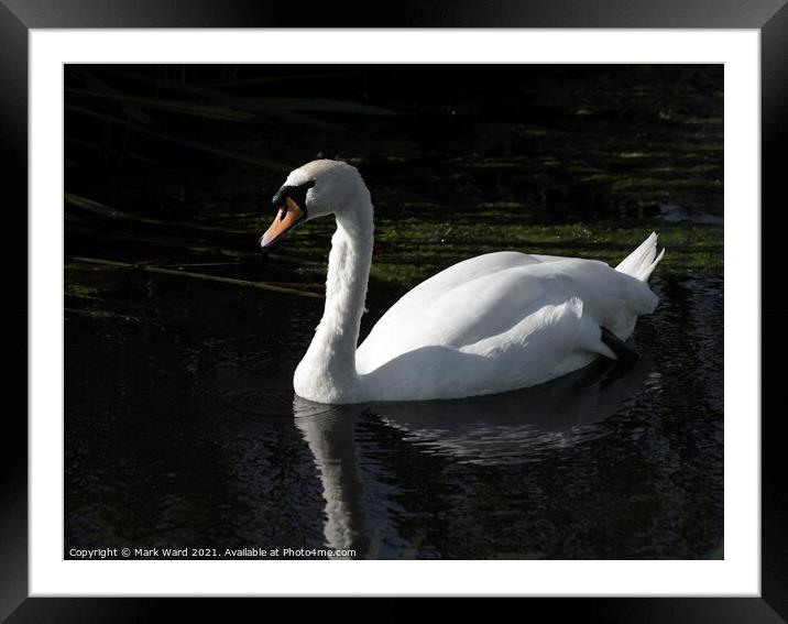 Proud Swan Framed Mounted Print by Mark Ward