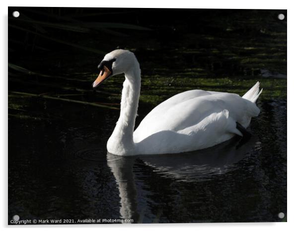 Proud Swan Acrylic by Mark Ward