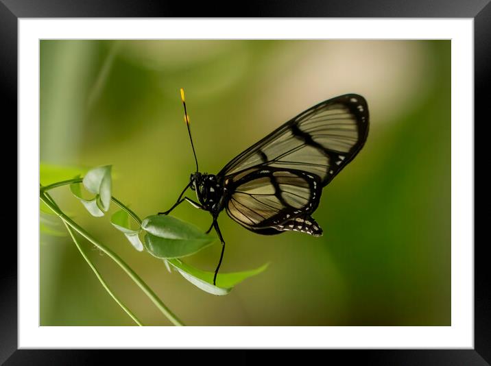 Confusa Tigerwing Butterfly Framed Mounted Print by Jonathan Thirkell