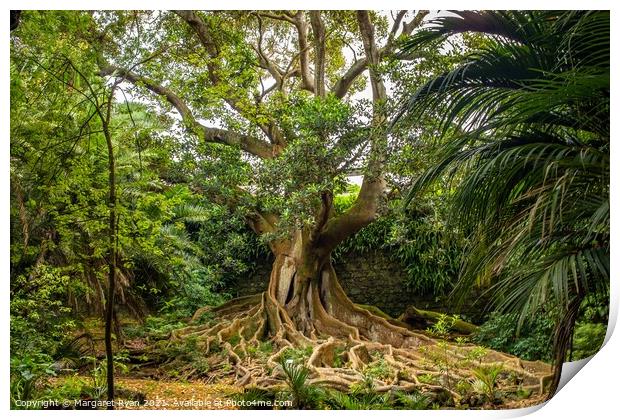 The Mighty Fig Tree Print by Margaret Ryan