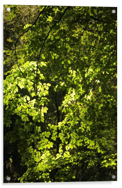 Sunlit Beech Leaves Acrylic by Simon Johnson