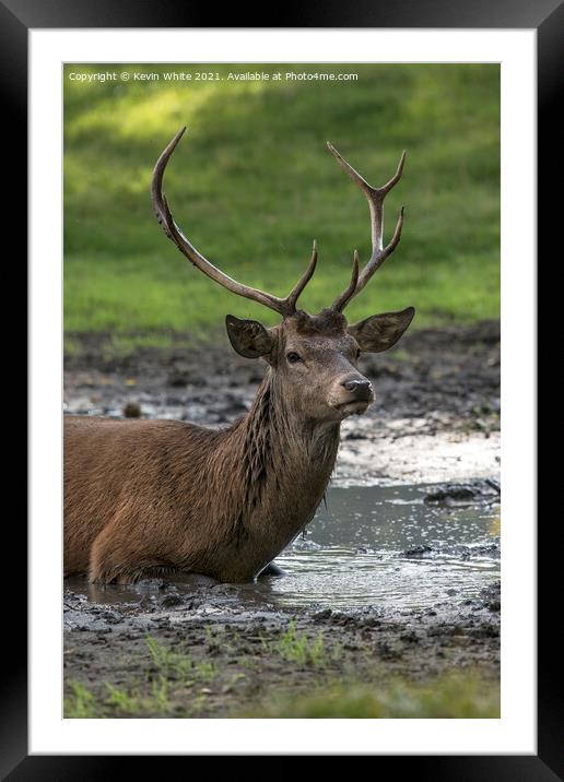 Proud stag lying in mud Framed Mounted Print by Kevin White