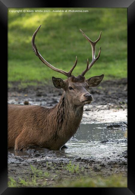 Proud stag lying in mud Framed Print by Kevin White