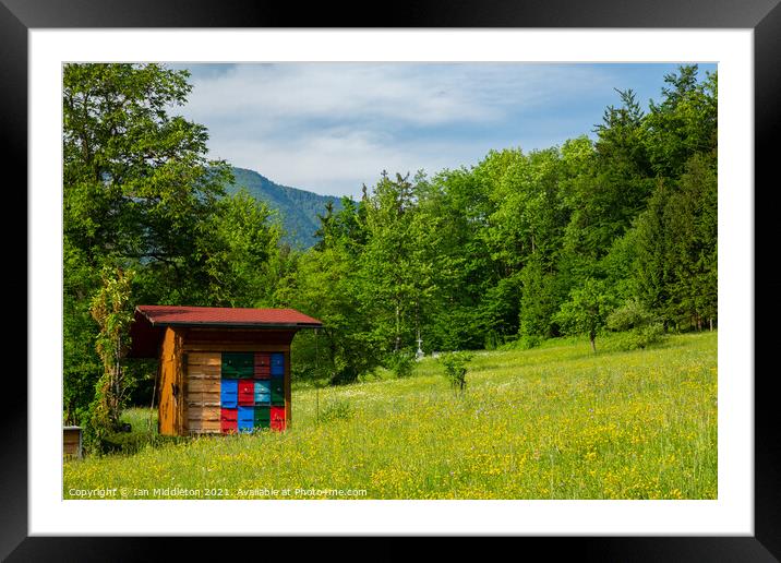 Beekeeping in Slovenia Framed Mounted Print by Ian Middleton