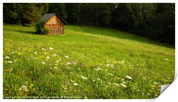 Summer meadow near Lake Bled Print by Ian Middleton