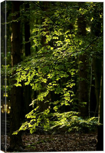 sunlit Beech Leaves Canvas Print by Simon Johnson