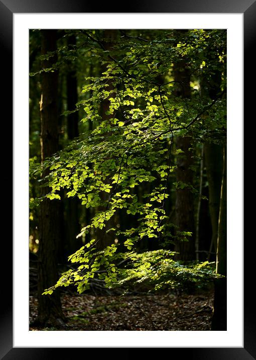 Sunlit leaves Framed Mounted Print by Simon Johnson