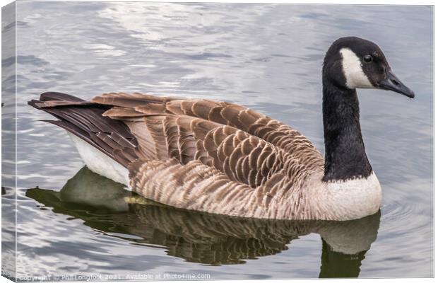 Beautiful Goose  Canvas Print by Phil Longfoot