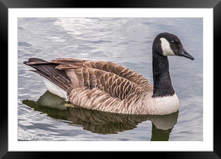 Beautiful Goose  Framed Mounted Print by Phil Longfoot