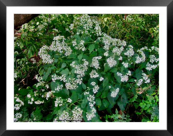 White wild flowers Framed Mounted Print by Stephanie Moore