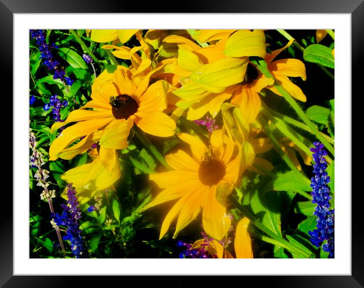 Windblown yellow daisies Framed Mounted Print by Stephanie Moore