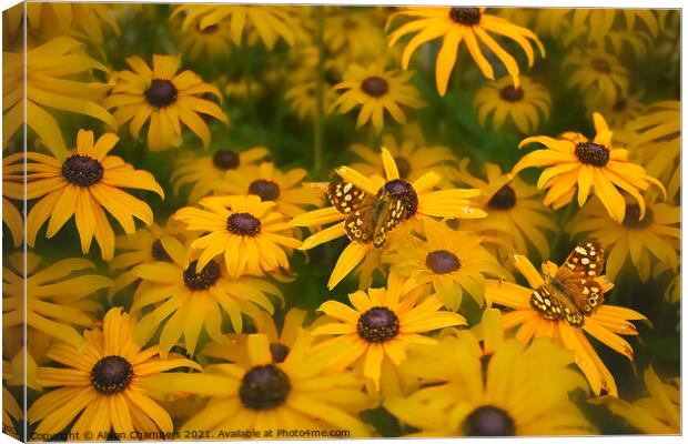 Butterflies on Rudbeckia Flowers Canvas Print by Alison Chambers