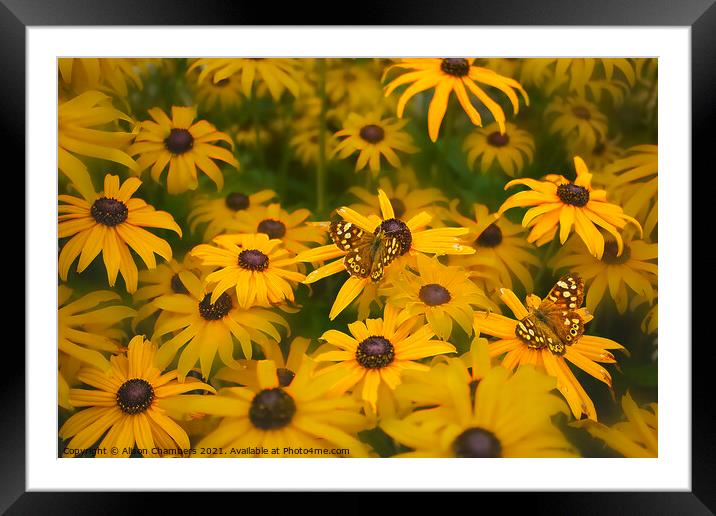 Butterflies on Rudbeckia Flowers Framed Mounted Print by Alison Chambers
