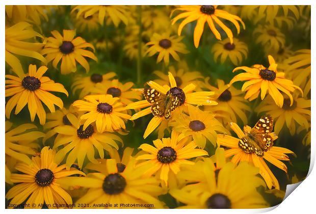 Butterflies on Rudbeckia Flowers Print by Alison Chambers