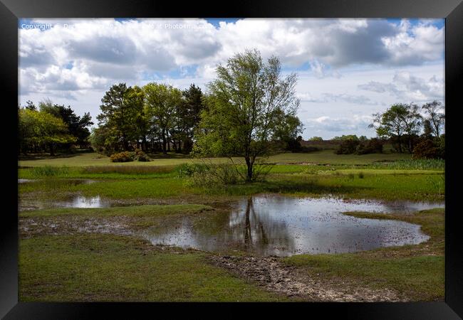 Hatchet Pond, New Forest East Boldre Framed Print by Derek Daniel