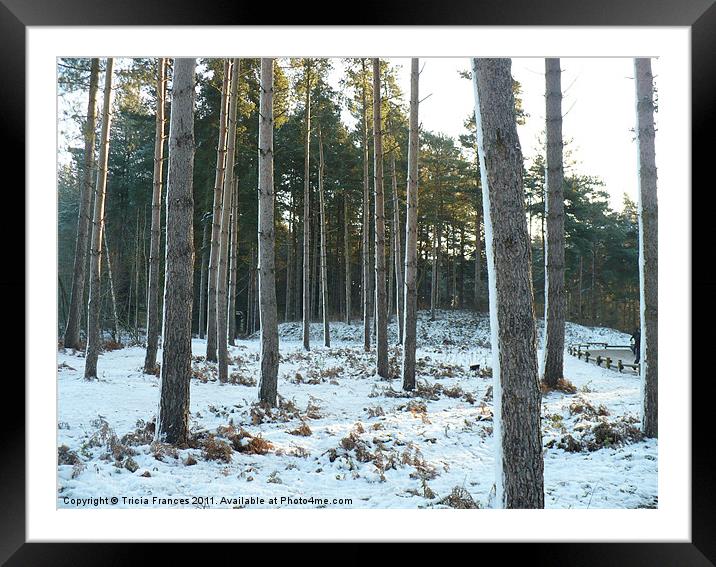 Trees in the snow.   photo contest 8-2011 Framed Mounted Print by Tricia Frances