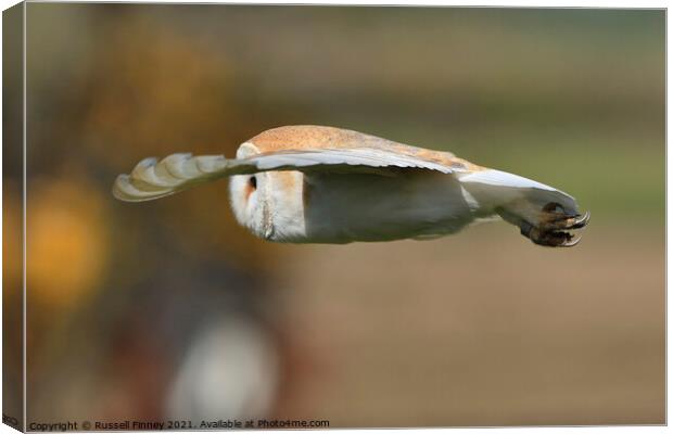 Barn owl (Tyto alba) hunting Canvas Print by Russell Finney