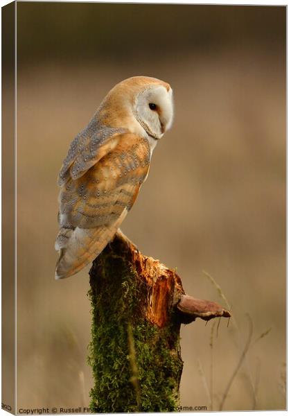 Barn owl (Tyto alba) resting in the golden hour Canvas Print by Russell Finney