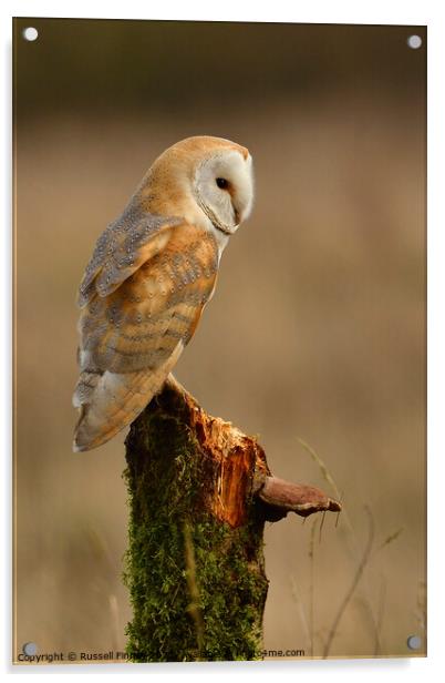 Barn owl (Tyto alba) resting in the golden hour Acrylic by Russell Finney