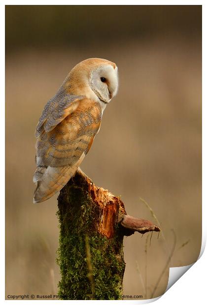Barn owl (Tyto alba) resting in the golden hour Print by Russell Finney