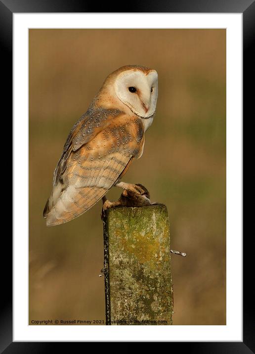 Barn owl (Tyto alba) resting in the golden hour with its prey Framed Mounted Print by Russell Finney