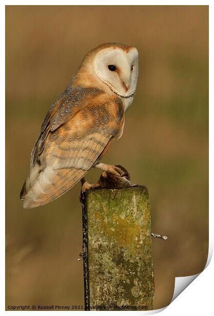 Barn owl (Tyto alba) resting in the golden hour with its prey Print by Russell Finney