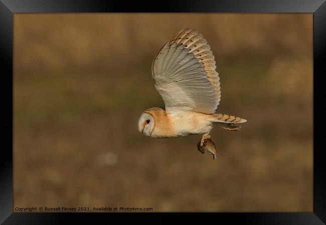 Barn owl (Tyto alba) flying in the golden hour with its prey Framed Print by Russell Finney