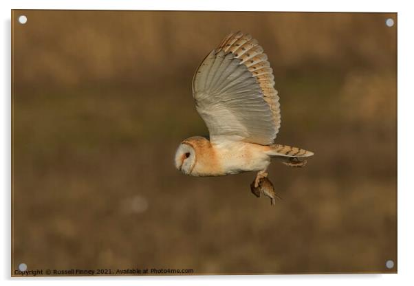 Barn owl (Tyto alba) flying in the golden hour with its prey Acrylic by Russell Finney