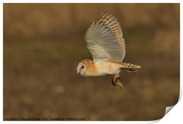 Barn owl (Tyto alba) flying in the golden hour with its prey Print by Russell Finney