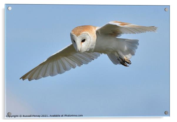 Barn owl (Tyto alba) hunting for prey Acrylic by Russell Finney