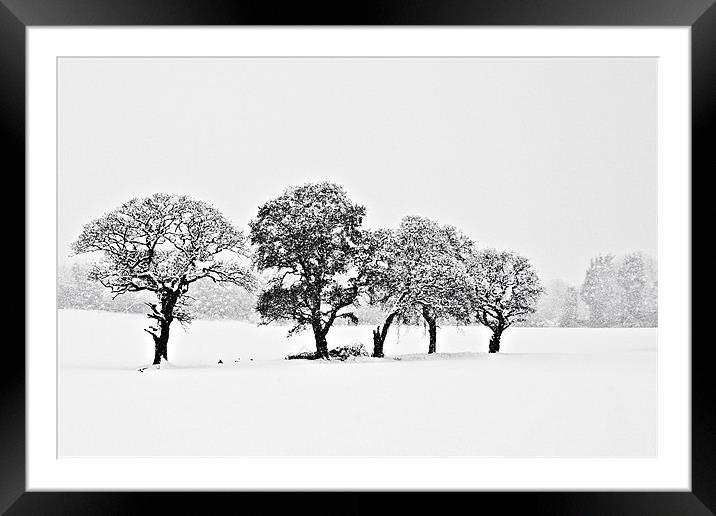 Snowy Grove Framed Mounted Print by Tom Gomez