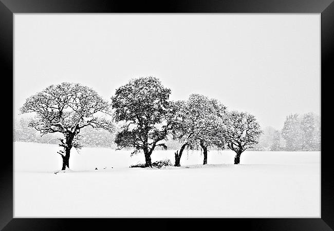 Snowy Grove Framed Print by Tom Gomez