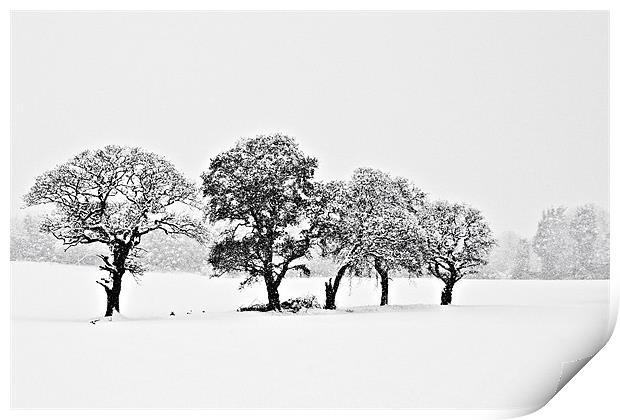 Snowy Grove Print by Tom Gomez