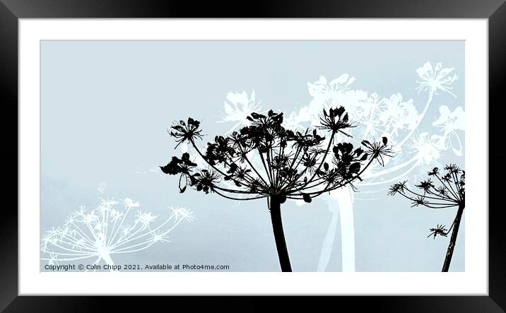 Scandi seed heads Framed Mounted Print by Colin Chipp