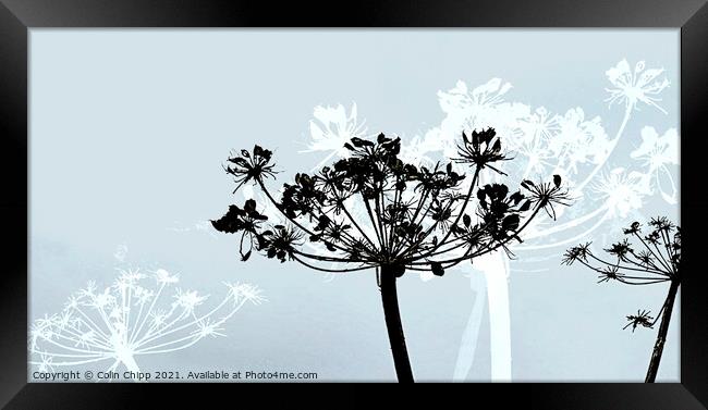 Scandi seed heads Framed Print by Colin Chipp