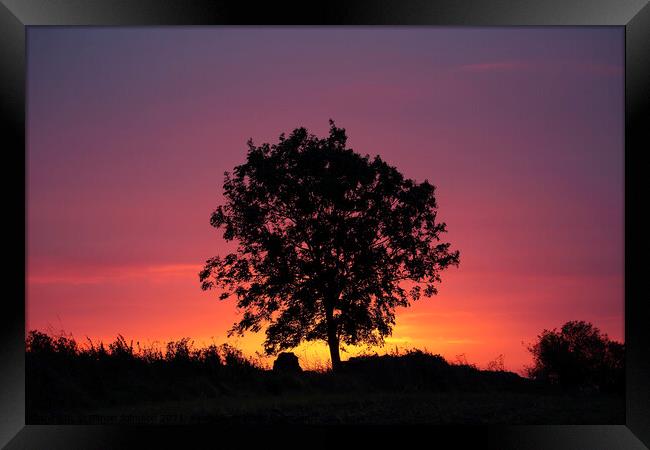 A tree silhouette with sunrise Framed Print by Simon Johnson