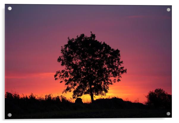 A tree silhouette with sunrise Acrylic by Simon Johnson