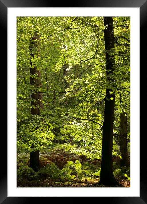 Sunlit Beech woodland  Framed Mounted Print by Simon Johnson