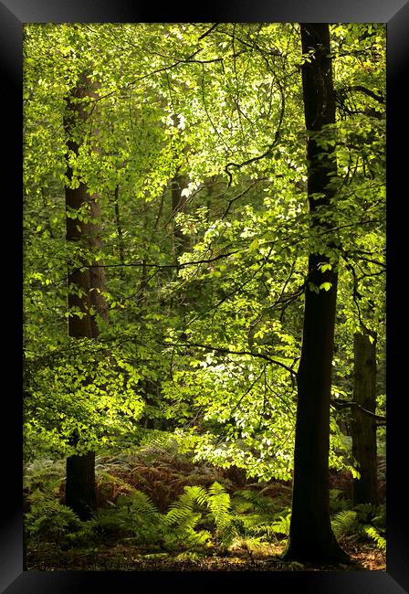 Sunlit Beech woodland  Framed Print by Simon Johnson