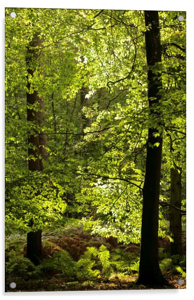 Sunlit Beech woodland  Acrylic by Simon Johnson