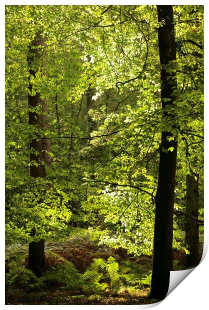 Sunlit Beech woodland  Print by Simon Johnson